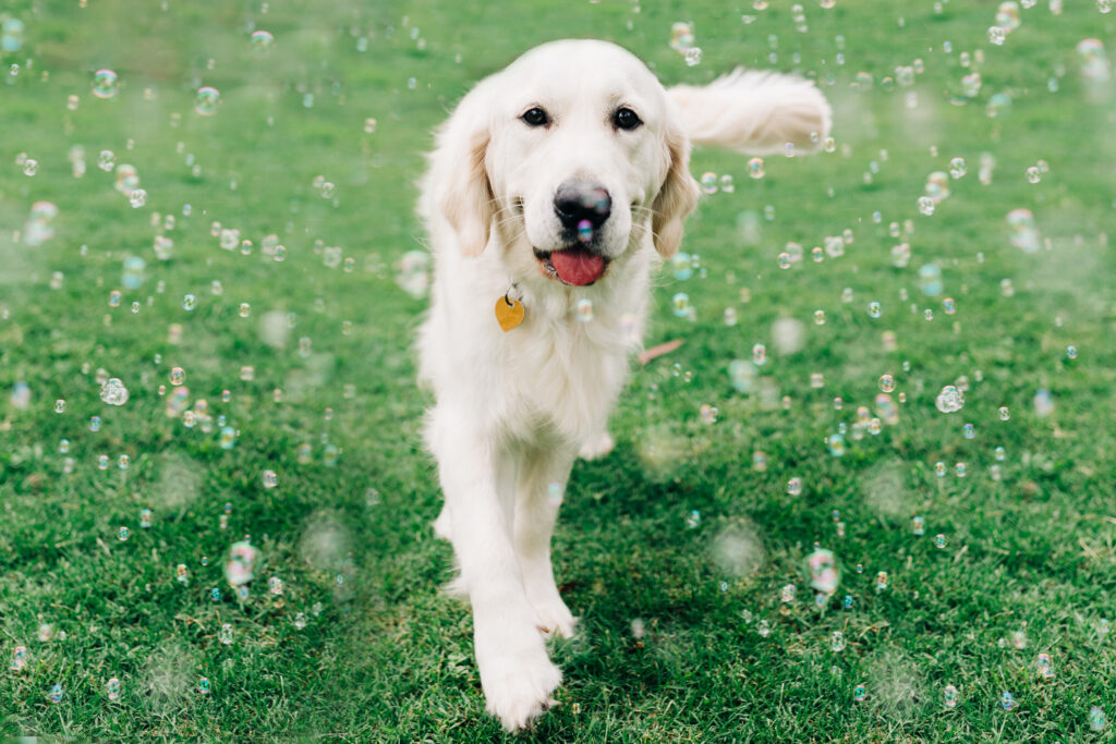 Dog Friendly Rental Houses Keystone Homes Keystone Homes